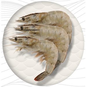 Frozen Shrimps HOSO