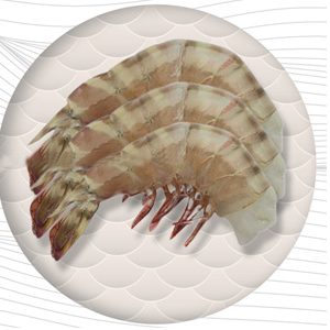 Frozen Shrimps HLSO