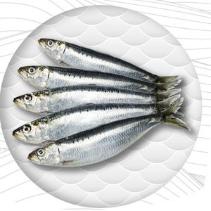 Frozen Sardine WHOLE ROUND