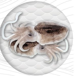Frozen Cuttle Fish WHOLE ROUND